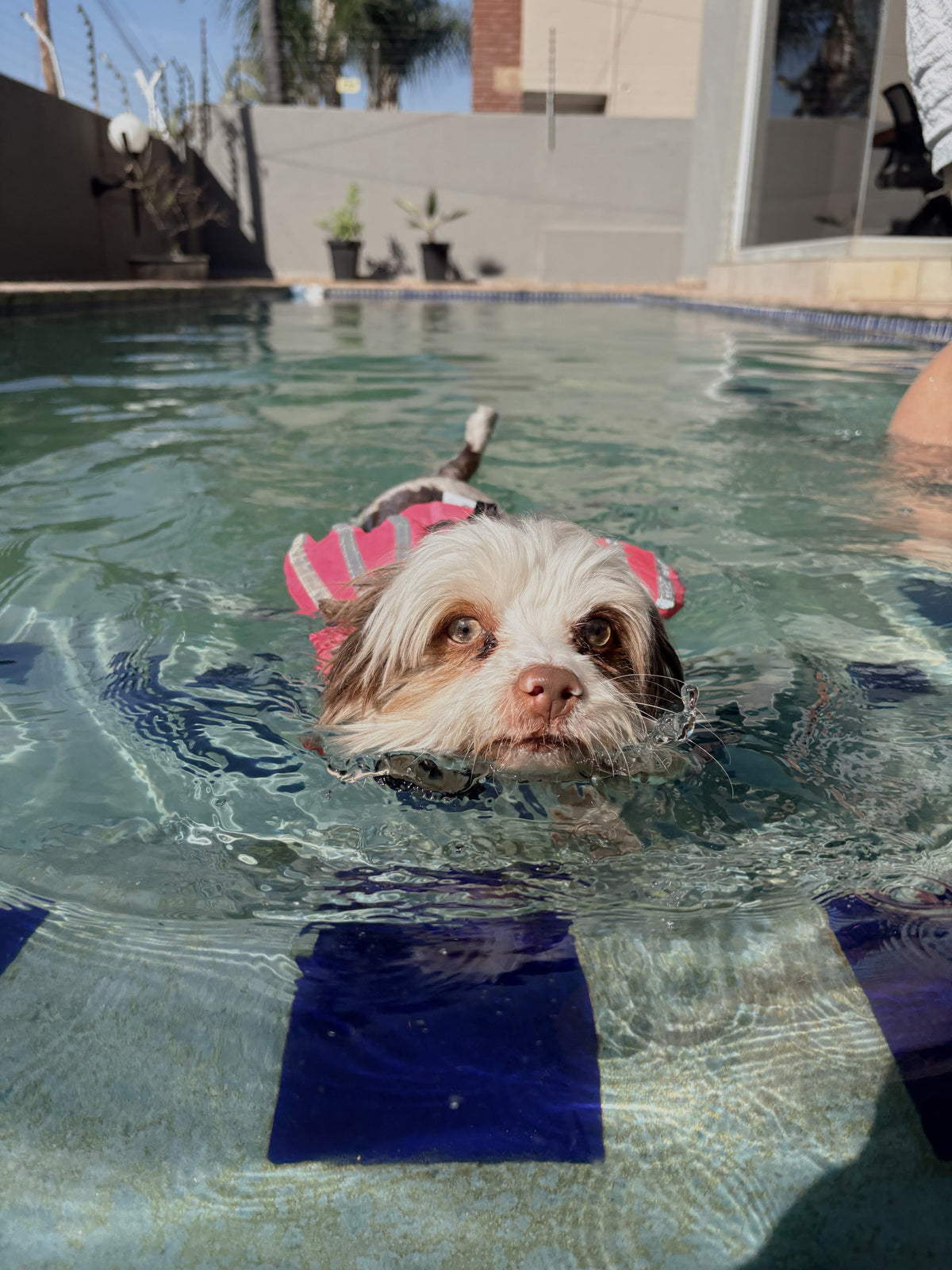 AquaPaws WaterGuard™ Life Jacket