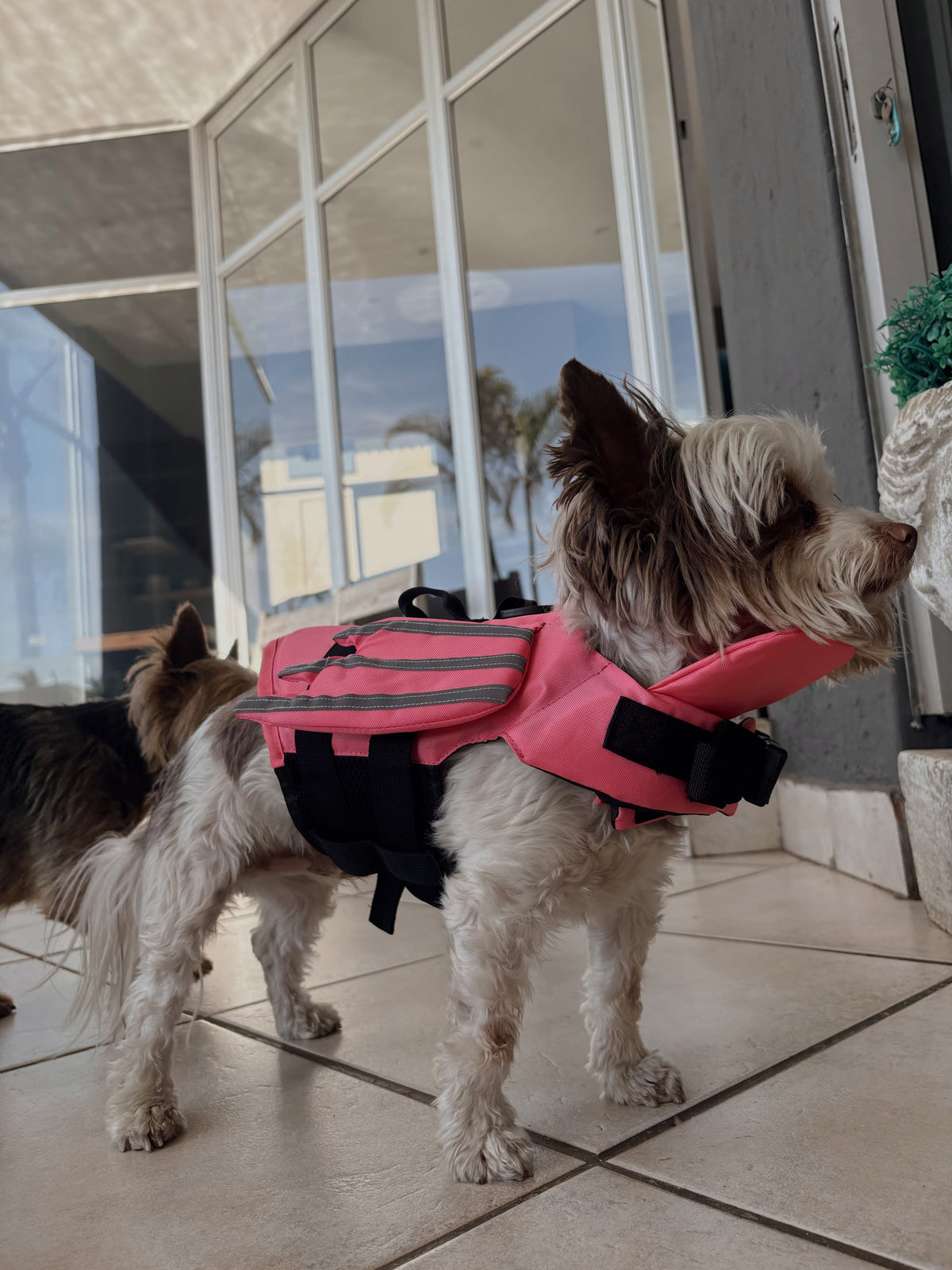 AquaPaws WaterGuard™ Life Jacket